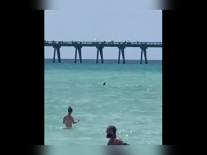 Shark joins in on a fun beach day and swims close to the shore in Florida