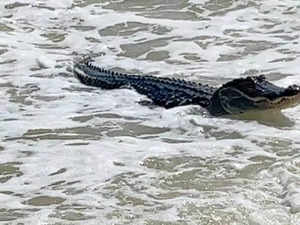 Alligator kills woman, guards her body in South Carolina