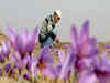 Kashmir saffron story scripts a revival, prices see a spike of 75%