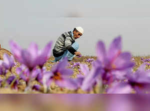 Pampore, Oct 30 (ANI): A farmer picks up the saffron flowers from a field during...