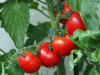 Beat tomato price hike: Grow your own and save