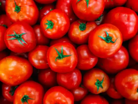 Tomato-growing journey