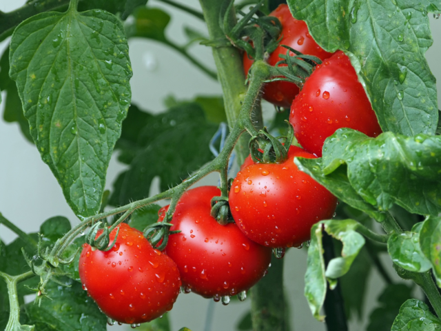 Tomato prices burning a hole in your pocket?