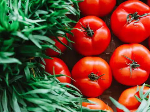 Tomato varieties
