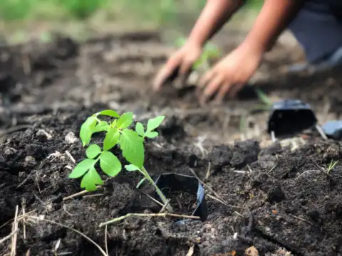 Soil preparation