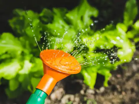 Watering