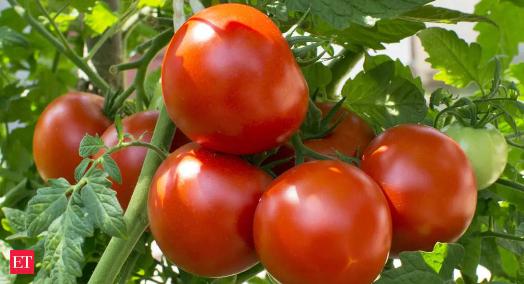 Un aumento en los precios del tomate podría aumentar la inflación subyacente