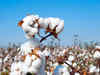 India's cotton exports crash to 19-year low, production and yield plummets