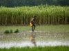 India's summer-sown crop planting lags on uneven monsoon rains