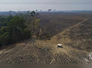 In Lula's first six months, Brazil Amazon deforestation dropped 34%, reversing trend under Bolsonaro