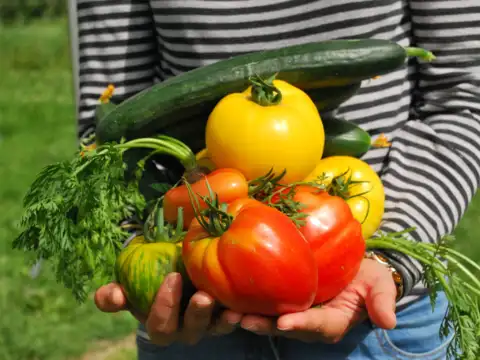 Grow your own vegetables