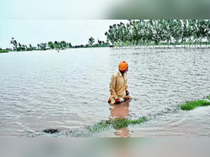 Punjab rain news: Sea of water in land of 5 rivers