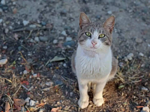 The Pandemic Had a Silver Lining for Cypriot Cats - The Atlantic