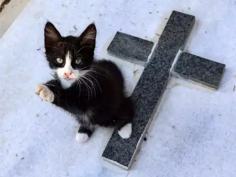 Felines suffering