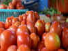 Growers cut tomato plantation