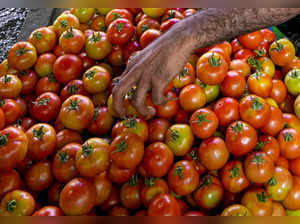 New Delhi: A vendor sorts tomatoes at Azadpur Mandi, in New Delhi. Tomato prices...