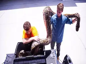 longest Burmese python: Longest ever 19-foot Burmese python caught in ...