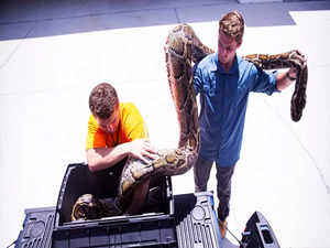 Longest ever 19-foot Burmese python caught in South Florida raises concerns