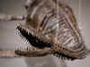 Loch Ness monster-like dinosaur skeletons may fetch $800K at New York auction