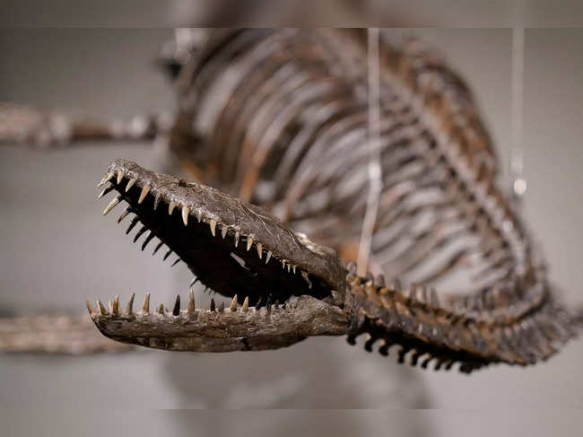 Two dinosaur skeletons soon to be auctioned in New York