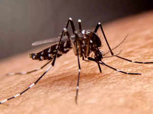 Mosquito cases surge in Florida: Researcher notes tips to avoid 'mosquito-borne illnesses'