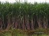 Empowering farmers via a resurgent sugar sector