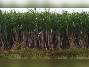 ChamSugar starts sugarcane crushing