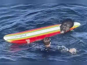 Wildlife officials search for a wayward sea otter harassing surfers, kayakers off California coast