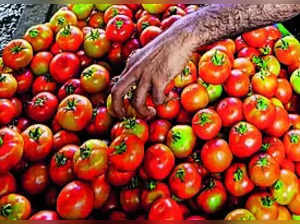 Customs officials release 3 tonnes of smuggled tomatoes, probe ordered