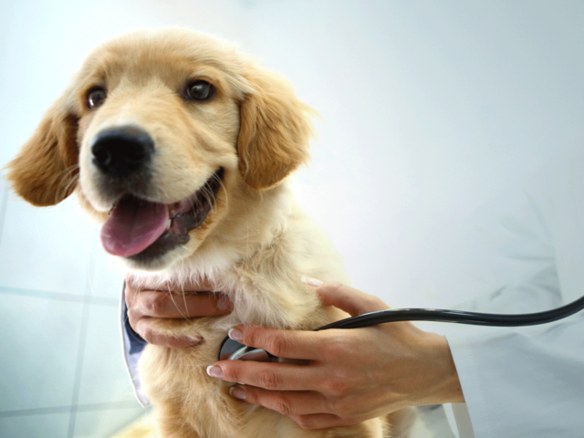Who offers pet insurance in India?