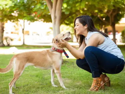 Benefits of pet insurance