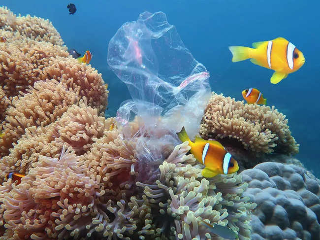 Plastics used in fishing gear are primary cause of coral reef pollution.