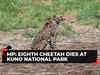 MP: Another Cheetah dies at Kuno National Park, toll increases to 8