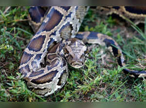 (FILES) A Burmese python sits in the grass at Everglades Holiday Park in Fort Lauderdale, Florida on April 25, 2019.  A Florida man caught a 19-foot (nearly six meter) Burmese python, believed to be a record for the southern US state. Jake Waleri, 22, nabbed the snake on July 10, 2023, at Big Cypress National Preserve while out hunting for the invasive species, a pursuit incentivized by the state. Burmese pythons were originally brought to the United States as pets from Southeast Asia. They have become a menace in south Florida since people released some of them into the