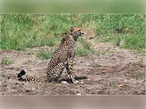 In 4 months, 8th cheetah found dead in Kuno