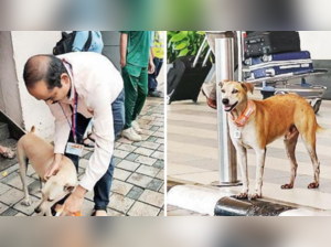 20 stray dogs at airport get 'Aadhaar' with QR code tags