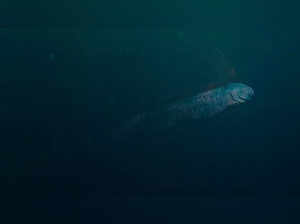 Harbinger of Earthquakes: Rare giant oarfish spotted near Taiwan's coast; sparks concerns of seismic activity