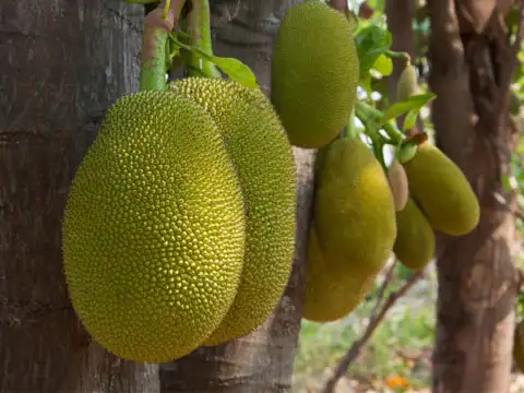 ​Jackfruit Curry  