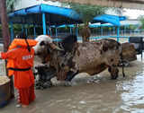 Flood: NDRF rescues bull worth Rs 1 crore from Noida