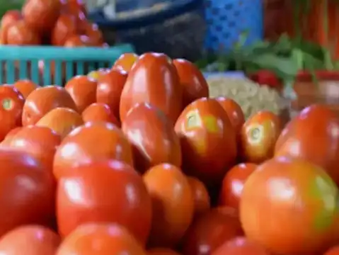 Profitable season for tomato cultivation