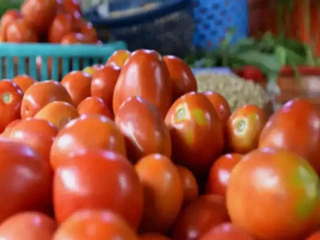 Profitable season for tomato cultivation