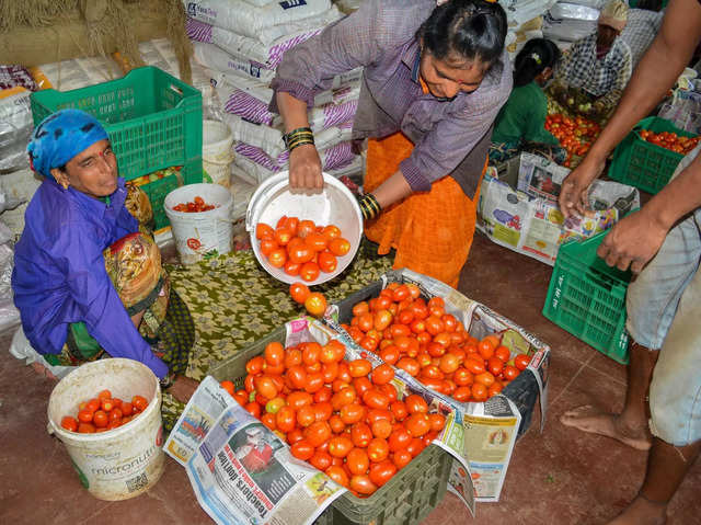 Tomato sales and earnings