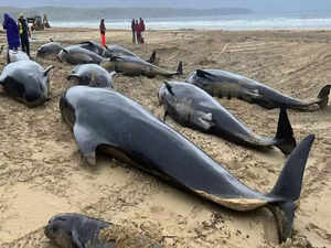 Scotland: Experts facing ‘race against time’ to carry out post-mortems on pod of 55 whales stranded on Western Isles beach