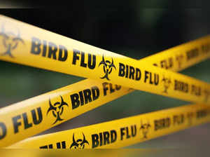 Surging bird flu cases may increase human infection risk: WHO