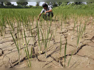 EXPLAINER-Why El Nino is a concern for Indian monsoon rains?