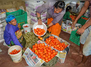 Karad: Farm workers pack tomatoes in crates, in Karad. Tomato prices are soring ...