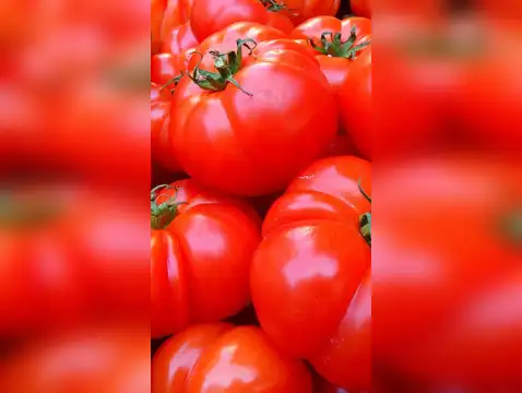NAFED also allowed to sell tomatoes at discounted rate