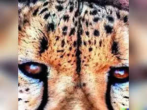 We Must Change Our Spots for Cheetahs.