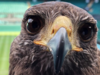 Meet Rufus: Wimbledon's feathered guardian