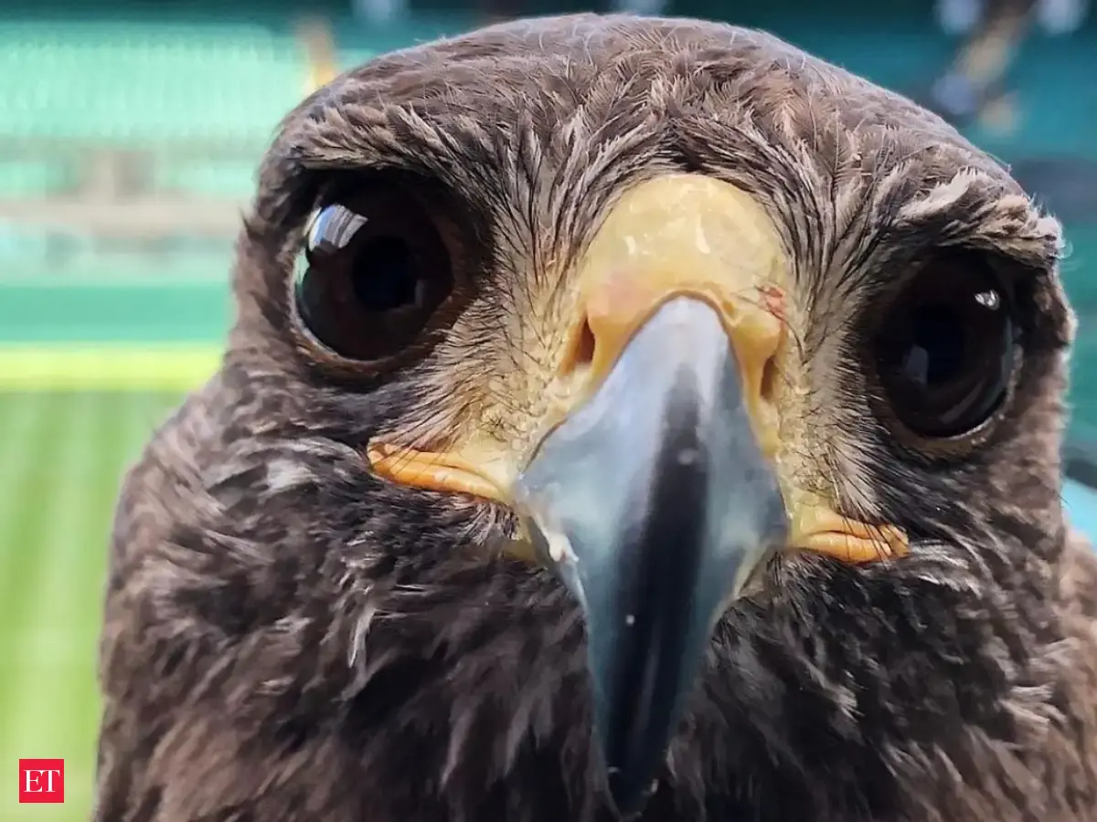 Meet Rufus: Wimbledon's feathered guardian - Meet Rufus | The Economic ...